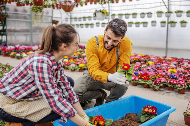 Two dedicated botanists planting flowers in soil. Greenhouse interior. - Photo, Image