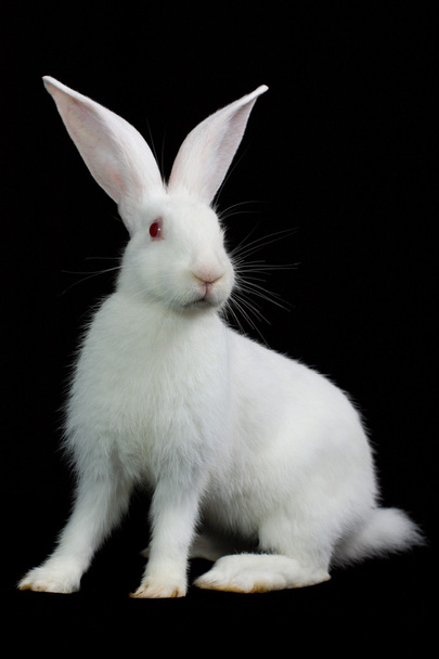 White rabbit - Photo, Image