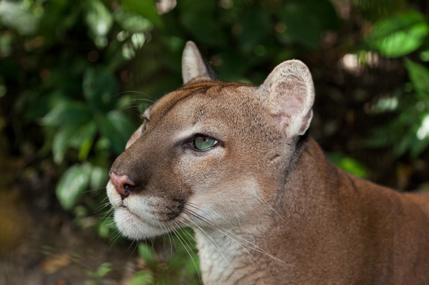 Puma profiel - Foto, afbeelding