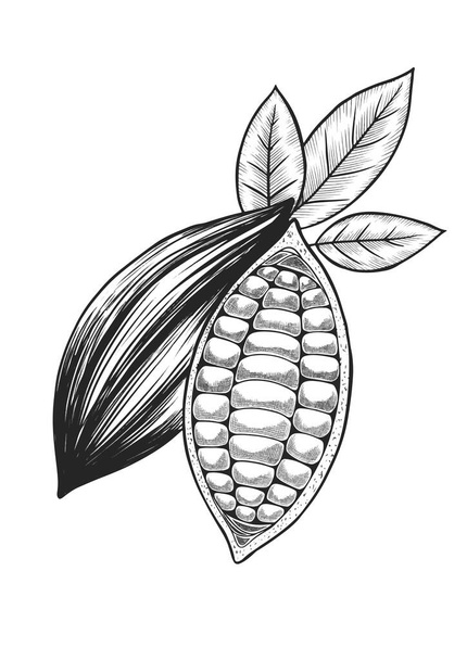 Fagioli di cacao disegnato a mano inchiostro schizzo. Illustrazione vettoriale. Isolato su sfondo bianco - Vettoriali, immagini