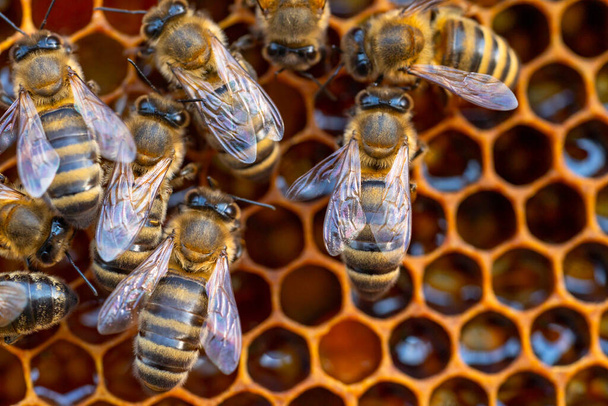 Close-up van werkbijen op honingraten. imago van bijenteelt en honingproductie - Foto, afbeelding