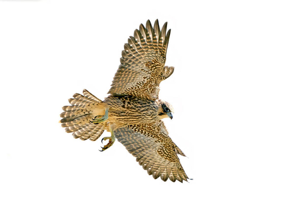 Juvenile Peregrine falcon (Falco peregrinus) in flight isolated on a white background - Photo, Image