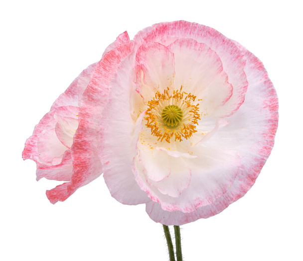 Fehér és rózsaszín mákvirág elszigetelt a fehér  - Fotó, kép