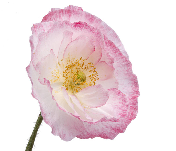 Fehér és rózsaszín mákvirág elszigetelt a fehér  - Fotó, kép