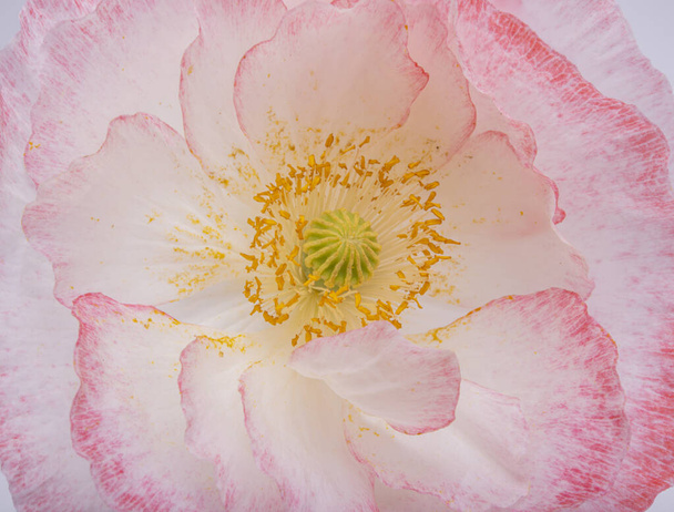 Beyaz ve pembe gelincik çiçekleri  - Fotoğraf, Görsel