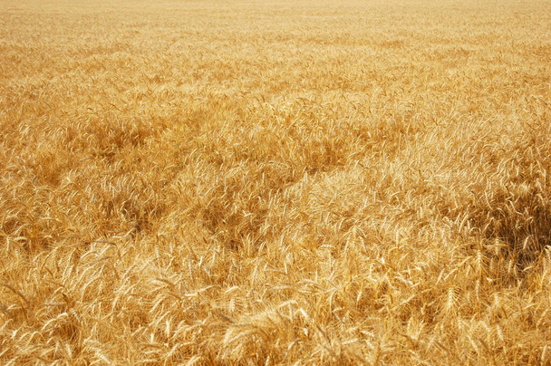 Nahaufnahme eines schönen Weizenfeldes - Foto, Bild
