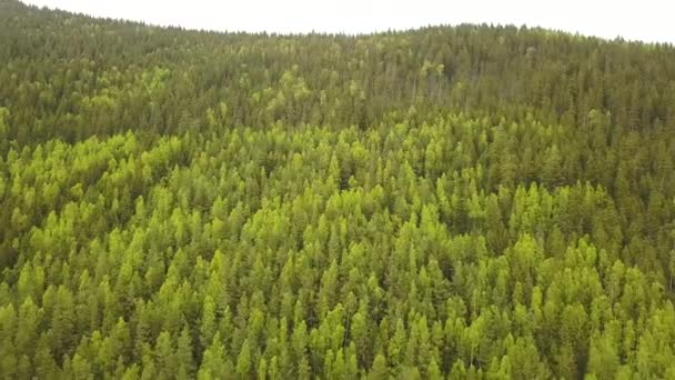 Вид с воздуха на зеленый сосновый лес с навесами еловых деревьев в летних горах. - Кадры, видео