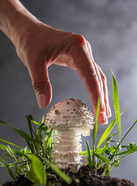 Close-up of small white Amanita mushroom on gray. It is a rare variety of amanita, called vittadinnii. Considered as eatable in some countries. Hand of woman is ready to touch it. Selective focus.  - Photo, Image