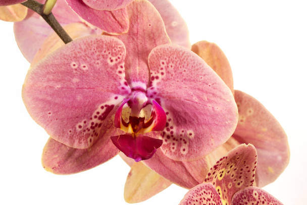 Орхідея квітки фаленопсис, фаленопсис або фала на білому тлі. Квіти фаленопсису справа. відомі як метелики. Вибірковий фокус. Є місце для вашого тексту
. - Фото, зображення