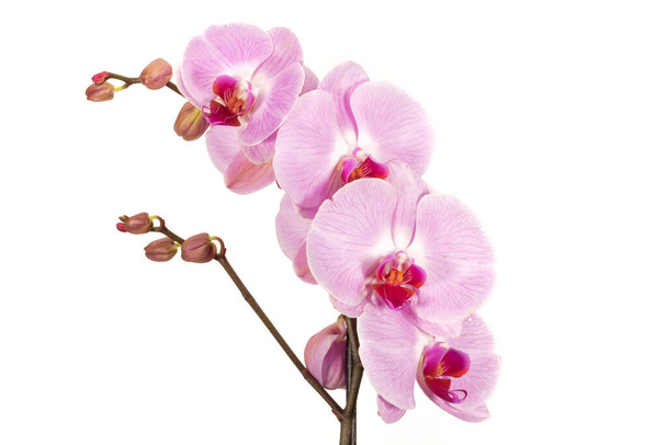 O ramo de orquídeas, bela flor de orquídea no fundo branco
 - Foto, Imagem