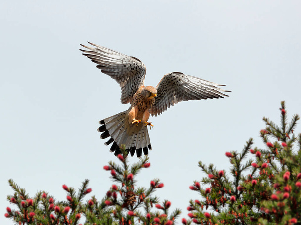 Fotografía de cerca de un ave de presa volando en una pose dinámica, aislada sobre un fondo neutro de cielo azul. Kestrel común, Falco tinnunculus.  - Foto, imagen