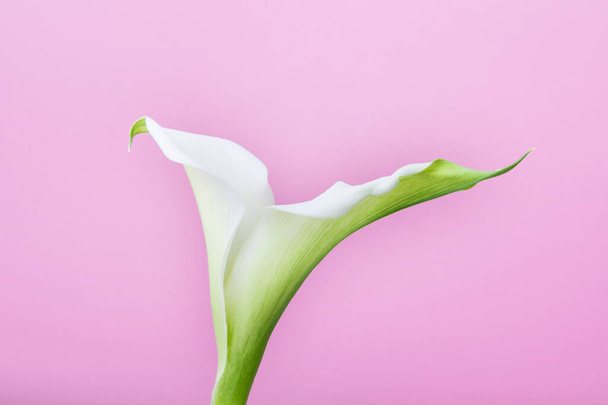 Удивительный белый цветок каллы с двумя плащами на розовом фоне
. - Фото, изображение