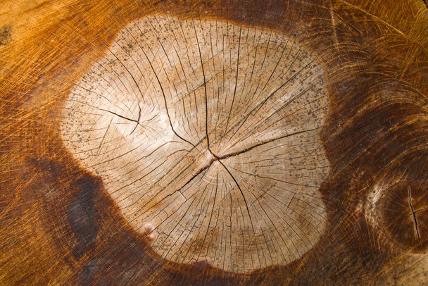 Arrière-plan en bois, motif d'arbre coupé. Texture d'arbre coupé et sec. Anneaux d'âge des arbres. Fissures sur le fond en bois. Tbilissi, Géorgie. - Photo, image