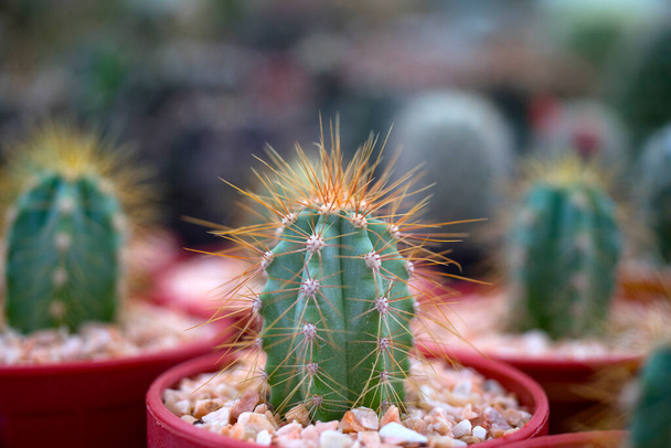 Beatiful closeup cactus in garden - Photo, Image