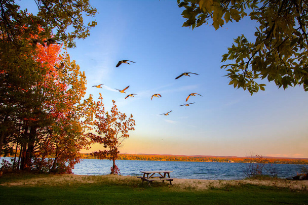 Migración de otoño. El rebaño de gansos sobrevuela el lago Superior rodeado por los vibrantes colores otoñales de la península superior de Michigan en el otoño
. - Foto, Imagen