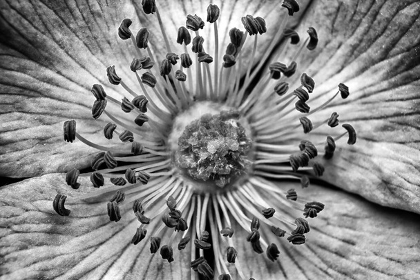 Rosa canina, black and white closeup flower photography, super macro, flower testure, backgroun - Photo, Image