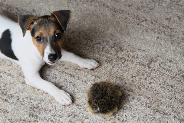 Home lifestyle portret van een grappige gelukkige puppy. Het ras van een jachthond is Jack Russell Terrier. Huiselijke sfeer - Foto, afbeelding