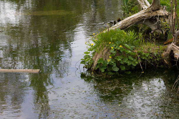 Žluté bažiny Marigolds podél sladkovodního potoka v severním Michiganu.  - Fotografie, Obrázek