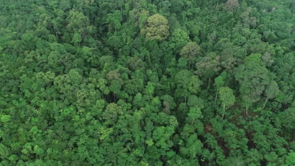 Vue Aérienne Drone caméra vidéo de forêt tropicale abondante en Asie Belle nature et environnement forêt abondante Vue en angle élevé - Séquence, vidéo
