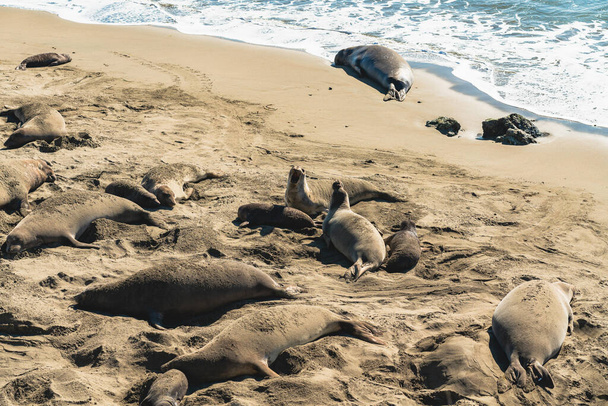 Colonia di foche elefanti, stagione degli amori. San Simeon State Park, California Coast - Foto, immagini