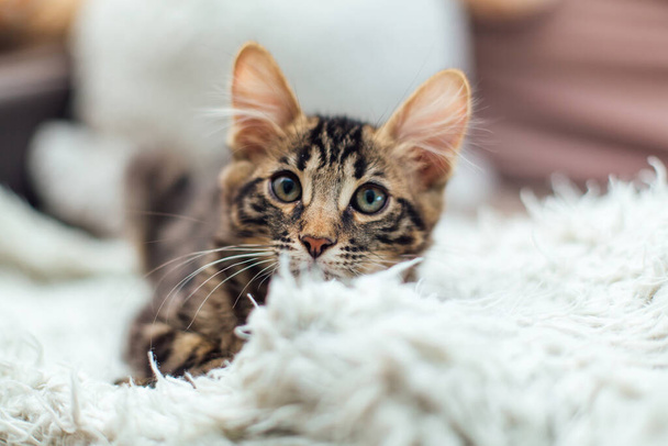 Little charcoal longhair bengal kitty laying on the white blanket. - Foto, Imagen