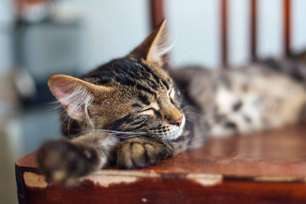 Cute bengal kitty cat laying on the old wooden chair at home and sleeping - Foto, afbeelding