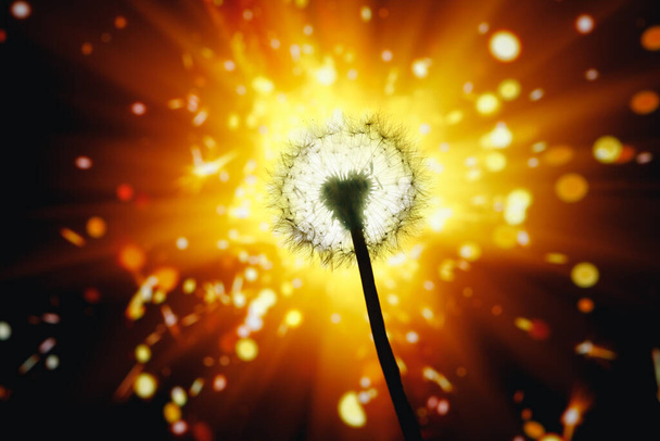 πιτυρίδα λουλούδι σιλουέτα σε λαμπερό φόντο πυροτέχνημα - Φωτογραφία, εικόνα