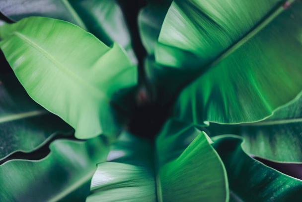 Selective focus closed up tropical summer green leaf background with sunlight. - Foto, immagini