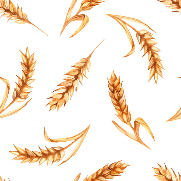 Espiguillas de trigo sobre un fondo blanco. Patrón sin costura de acuarela
 - Foto, Imagen