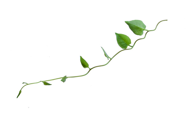 Viñas retorcidas de la selva planta liana con hojas verdes en forma de corazón aisladas sobre fondo blanco, camino de recorte incluido. Floral Desaign. Imagen de alta definición y gran resolución. se puede utilizar como fondo de pantalla
 - Foto, imagen