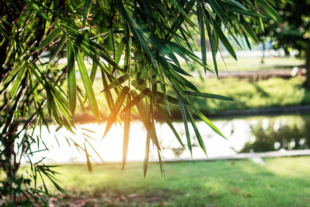 竹は庭に日光と自然を残します。. - 写真・画像