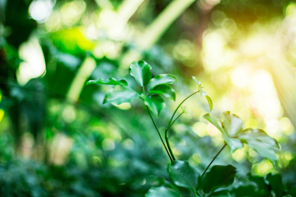 Foglie di piante con luce solare in natura. - Foto, immagini