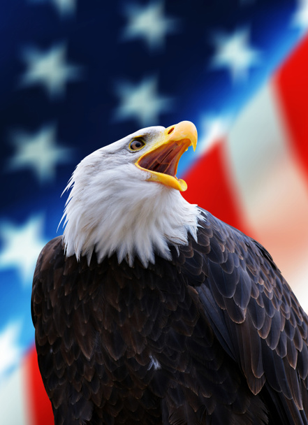 Retrato de uma Águia Calva Norte-Americana (Haliaeetus leucocephalus) no fundo Bandeira dos EUA. Estados Unidos da América símbolos patrióticos
. - Foto, Imagem