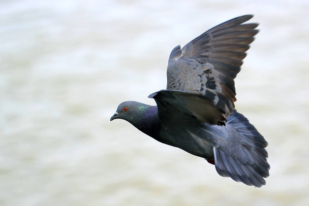 foto de pájaro paloma volador con fondo natural
 - Foto, imagen