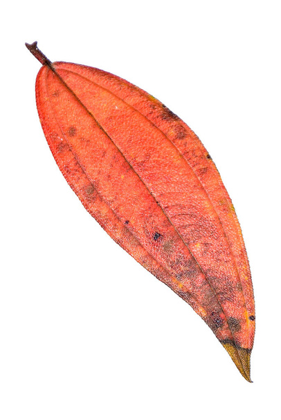 Ξηρά κίτρινα και κόκκινα φύλλα σφενδάμου το φθινόπωρο. HD Εικόνα και Μεγάλη Ανάλυση. μπορεί να χρησιμοποιηθεί ως ταπετσαρία επιφάνειας εργασίας - Φωτογραφία, εικόνα