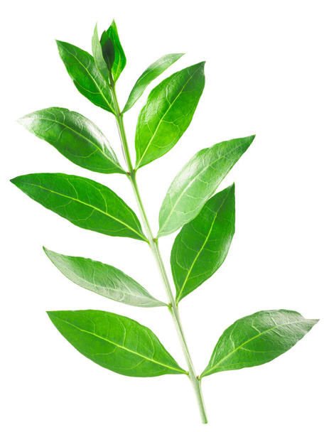 Branche de henné avec feuilles (Lawsonia inermis) isolée w chemins de coupe - Photo, image