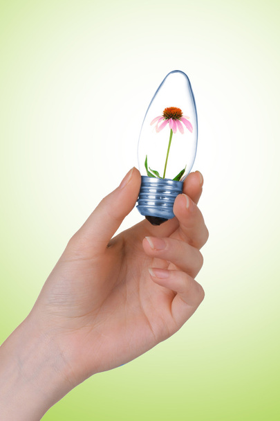 Flower growing inside light bulb on green background - 写真・画像