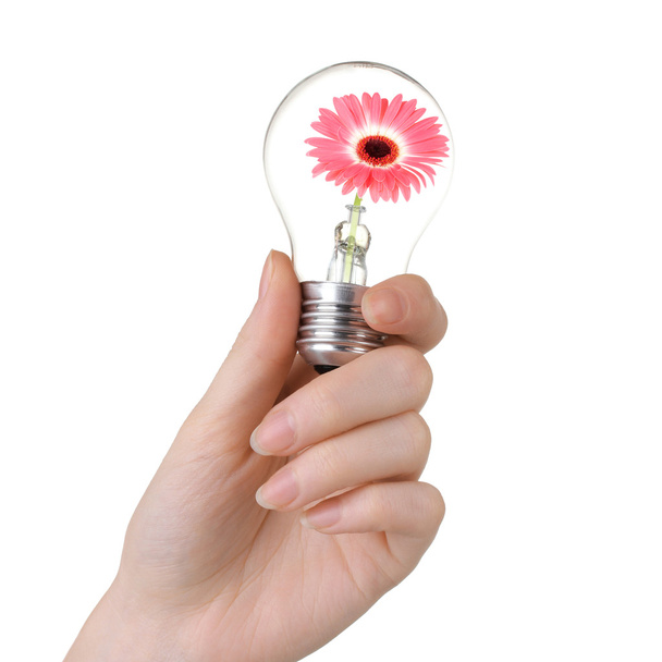 Flower growing inside light bulb isolated on white - Foto, immagini