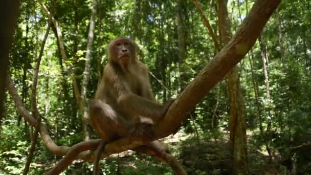 Assam makak opice, život opice v lese, roztomilá opice v přírodě - Záběry, video