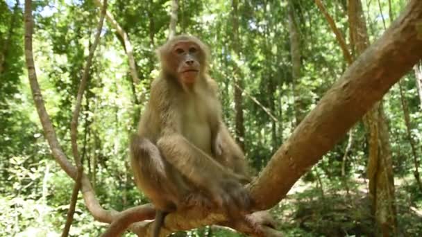 Assam-Makakenaffe, Affenleben im Wald, niedlicher Affe in der Natur - Filmmaterial, Video