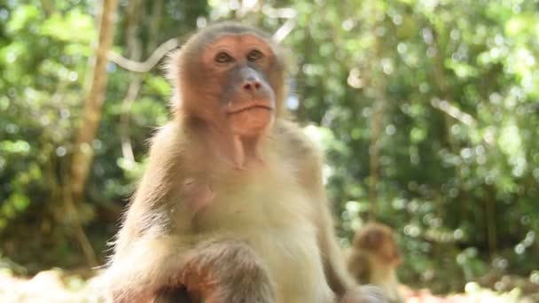 Assam macaque μαϊμού, ζωή του πιθήκου στο δάσος, χαριτωμένο μαϊμού στη φύση - Πλάνα, βίντεο