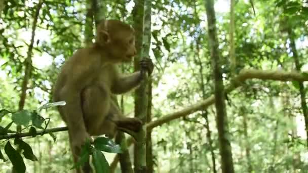 Ассам Макака, життя мавпи в лісі, мила мавпи в природі. - Кадри, відео