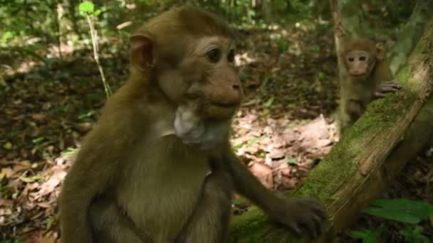 アサムマカク、森の猿の生活、自然の中でかわいい猿 - 映像、動画