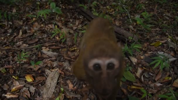 Assam makaki apina, elämä apina metsässä, söpö apina luonnossa - Materiaali, video