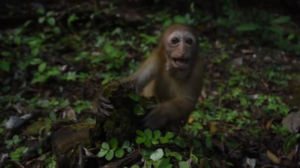 Assam macaque μαϊμού, ζωή του πιθήκου στο δάσος, χαριτωμένο μαϊμού στη φύση - Πλάνα, βίντεο