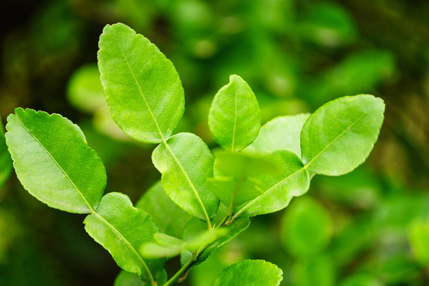 Каффір листя лайма на листі бергамоту дерева
  - Фото, зображення