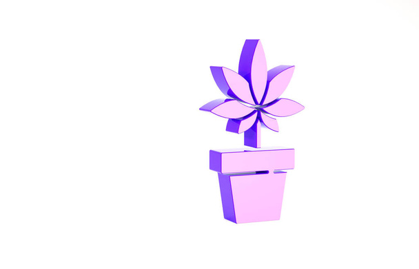 Purple Medical marijuana or cannabis plant in pot icon isolated on white background. Marijuana growing concept. Hemp potted plant. Minimalism concept. 3d illustration 3D render - Photo, image