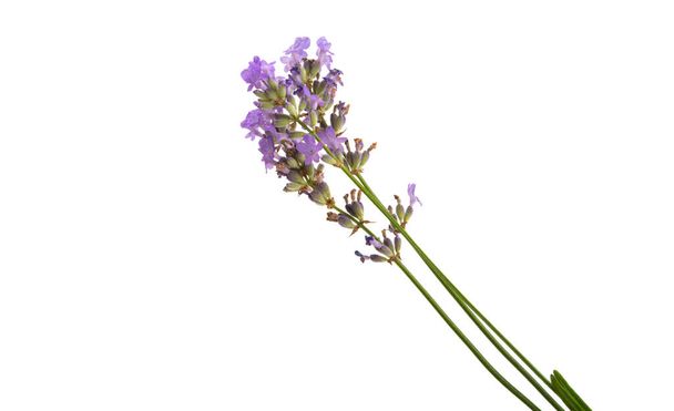 Lavendel isoliert auf weißem Hintergrund - Foto, Bild