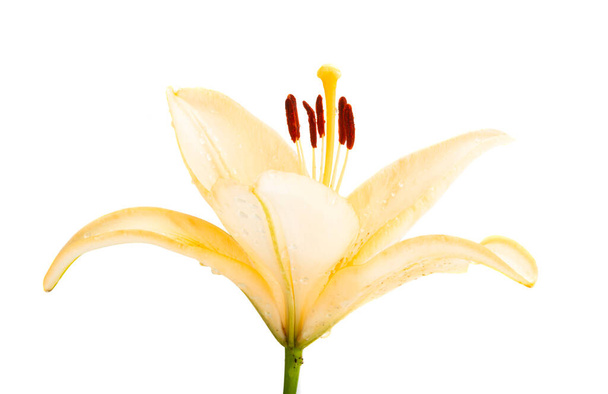 lily flower isolated on white background - Photo, Image