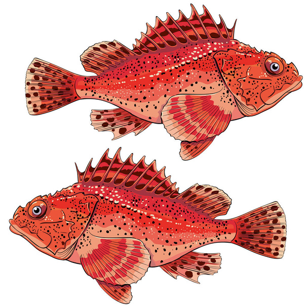 sea fish grouper red ugly - Vector, Image